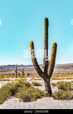 Vertikale Landschaft mit einem sehr großen schönen Kardaktus (Echinopsis atacamensis) mit braunen Bergen und blauem Himmel im Hintergrund perfekt für fr Stockfoto