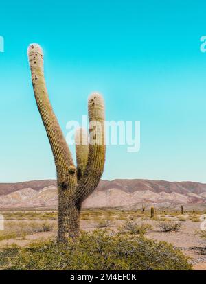 Minimales vertikales Bild eines Riesenkaktus (Echinopsis atacamensis) mit braunen Bergen im Hintergrund und blauem Kopierraum auf den Kardonen Stockfoto