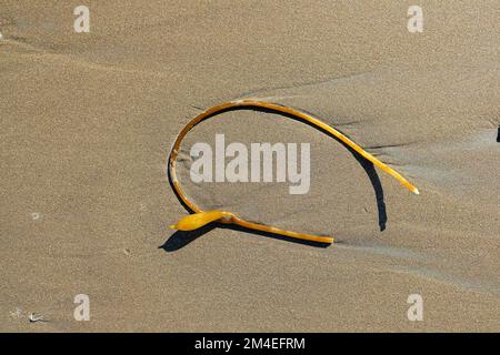 Strang of Bull Kelp (Nereocystis luetkeana) am Stinson Beach, Marin County, Nordkalifornien; Algen vor der Pazifikküste Nordamerikas. Stockfoto