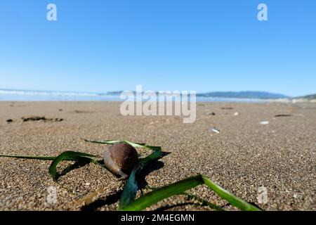 Bull Kelp (Nereocystis luetkeana) Pneumatozystenknolle und -Klingen in Stinson Beach, Marin County, Kalifornien; Pazifikküste von Seetang in Nordamerika. Stockfoto