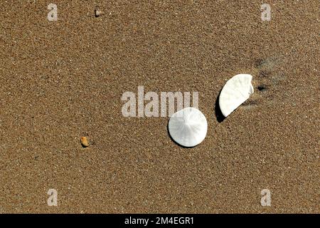 Gewöhnlicher Sanddollar, Dendraster Excentricus, am Meer und an den Stränden Nordkaliforniens zu finden; Stinson Beach, Bolinas Bay, Marin County, Kalifornien. Stockfoto