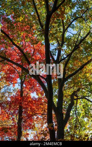 Das Baldachin einer Eiche und eines roten Ahornbaums, mit Blättern wechselnder Farbe, in lebhaften Farben von Peridot, Ringelblume und Scharlach. Stockfoto