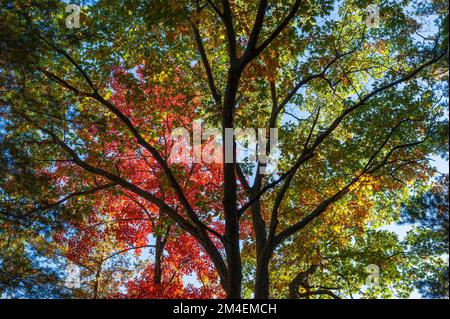 Das Baldachin einer Eiche und eines roten Ahornbaums, mit Blättern wechselnder Farbe, in lebhaften Farben von Peridot, Ringelblume und Scharlach. Stockfoto