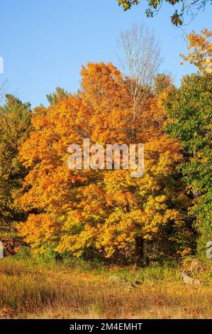 Weg vorbei an einem goldenen Zuckerahorn (Acer saccharum). Baldachin in leuchtenden Gelb- und Orange-Tönen. Herbstlaub in Neuengland. Natick, MA, USA. Stockfoto