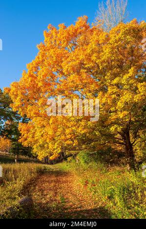 Weg vorbei an einem goldenen Zuckerahorn (Acer saccharum). Baldachin in leuchtenden Gelb- und Orange-Tönen. Herbstlaub in Neuengland. Natick, MA, USA. Stockfoto