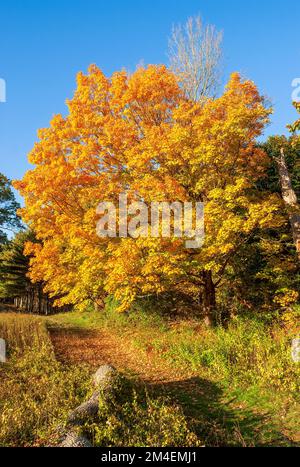 Weg vorbei an einem goldenen Zuckerahorn (Acer saccharum). Baldachin in leuchtenden Gelb- und Orange-Tönen. Herbstlaub in Neuengland. Natick, MA, USA. Stockfoto