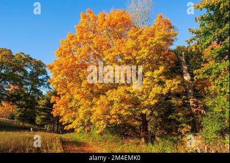 Weg vorbei an einem goldenen Zuckerahorn (Acer saccharum). Baldachin in leuchtenden Gelb- und Orange-Tönen. Herbstlaub in Neuengland. Natick, MA, USA. Stockfoto