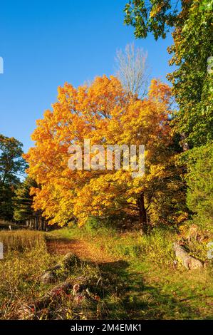 Weg vorbei an einem goldenen Zuckerahorn (Acer saccharum). Baldachin in leuchtenden Gelb- und Orange-Tönen. Herbstlaub in Neuengland. Natick, MA, USA. Stockfoto