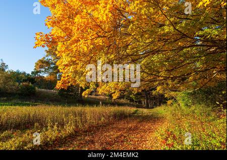 Weg vorbei an einem goldenen Zuckerahorn (Acer saccharum). Baldachin in leuchtenden Gelb- und Orange-Tönen. Herbstlaub in Neuengland. Natick, MA, USA. Stockfoto