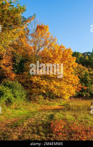 Weg vorbei an einem goldenen Zuckerahorn (Acer saccharum). Baldachin in leuchtenden Gelb- und Orange-Tönen. Herbstlaub in Neuengland. Natick, MA, USA. Stockfoto