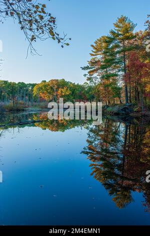 Landschaft eines New England Mischwaldes im Hochherbstlaub bei Sonnenuntergang, reflektiert auf dem ruhigen Wasser eines Teiches (Indian Brook Swamp). Stockfoto