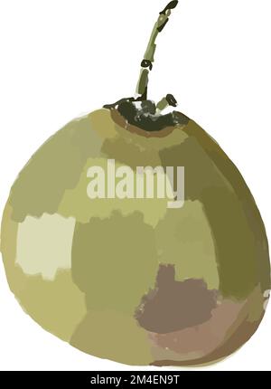 Isolierte Darstellung einer grünen Kokosnuss Stock Vektor
