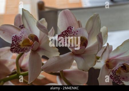 Stamm der Cymbidium-Orchideen Stockfoto