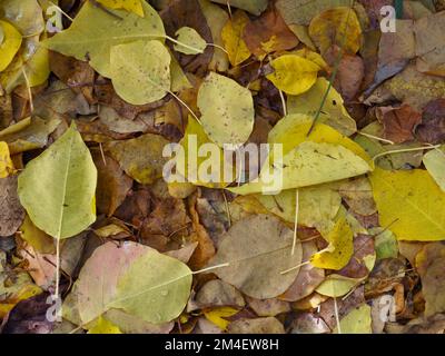 Üppige, mit Blättern übersäte Herbstblätter in einer magischen visuellen Darstellung. Stockfoto