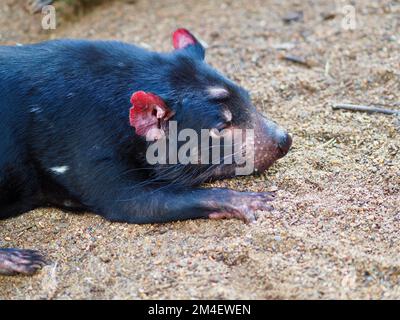 Ein beeindruckender Tasmanischer Teufel in beeindruckender Schönheit. Stockfoto