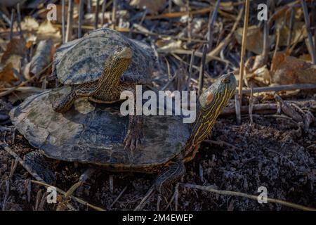 Big Bend Sliders, Bosque del Apache National Wildlife Refuge, New Mexico, USA. Stockfoto