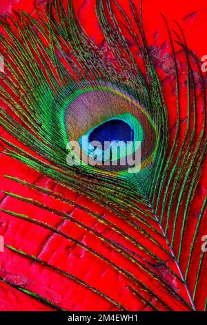 Tau Drop auf Peacock Feather auf Red Table Still Life Stockfoto