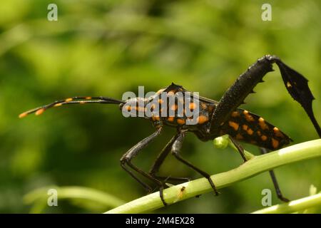 Orange gefleckte schwarze Zitronenkäfer. Schließen. Leptoglossus gonagra Stockfoto