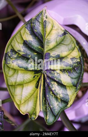 Atemberaubende gelbe und grüne Marmorblätter der Alocasia Dragon Scale variegated, eine seltene und teure tropische Pflanze Stockfoto