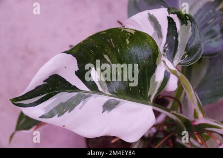 Schönes weißes und grünes Blatt des weißen Zauberer Philodendron, eine seltene und beliebte Zimmerpflanze Stockfoto
