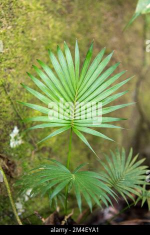 Eine Nahaufnahme kleiner Blätter des Archontophoenix alexandrae im Garten Stockfoto
