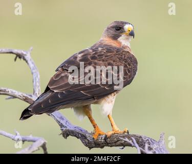 Ein Swainson's Hawk bleibt wachsam auf ihrem Steg. Stockfoto