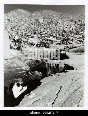 Vulkane - Nach Mount St. Helens Eruption - Washington. Fotografien zu National Forests, Resource Management Practices, Personal sowie Kultur- und Wirtschaftsgeschichte Stockfoto