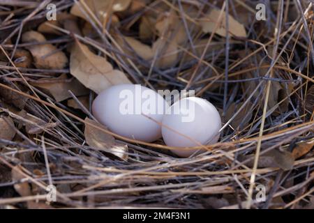 Weißflügeltaubeneier in einem Nest, in den Chupadera Mountains, New Mexico, USA. Stockfoto