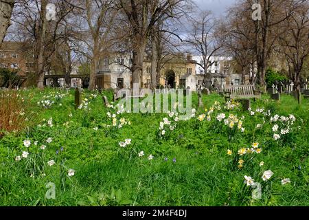 Brompton: Gelbe und weiße Narzissen inmitten der Grabsteine auf dem Brompton Cemetery, Fulham Road, West Brompton, London, England Stockfoto