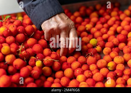 Nahaufnahme einer Person, die Arbutusbeeren auswählt Stockfoto