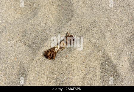 Eine Zigarre, die an einem Sandstrand angespült wurde, South Beach, Miami Stockfoto