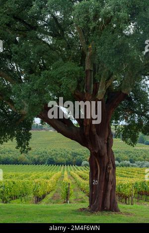 Große Korkeiche vor einem Weinberg Stockfoto