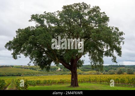 Große Korkeiche vor einem Weinberg Stockfoto
