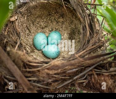 Drei dunkelfleckige blaue Lieder (Turdus philomelos), die im Schlammnest die Soor-Eizellen begraben. Stockfoto