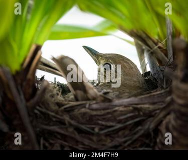 Song Thrush (Turdus philomelos) brütet ihre Eier im Nest. Stockfoto