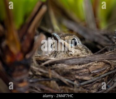 Muttergesang Soor (Turdus philomelos) brütet ihre Eier im Nest. Eierschalen auf ihrem Schnabel, nachdem sie die Eierschalen von geschlüpften Eiern entfernt hatten. Stockfoto