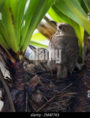 Song Soor (Turdus philomelos) Eltern inkubieren ihre Eier im Nest. Vertikales Format. Stockfoto