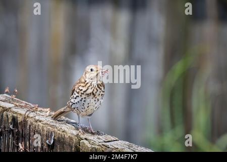 Sängerdrossel (Turdus philomelos) stand auf dem Zaun mit Würmern im Schnabel, bereit, ihre kleinen Vögel zu füttern. Stockfoto