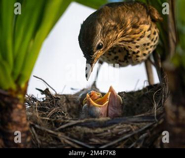 Sängerdrossel (Turdus philomelos) füttert ihre hungrigen Vögelchen im Nest. Stockfoto