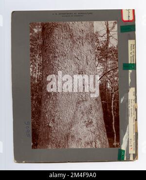 Baumkennzeichnung - Sycamore: Amerikanisch. Fotografien zu National Forests, Resource Management Practices, Personal sowie Kultur- und Wirtschaftsgeschichte Stockfoto