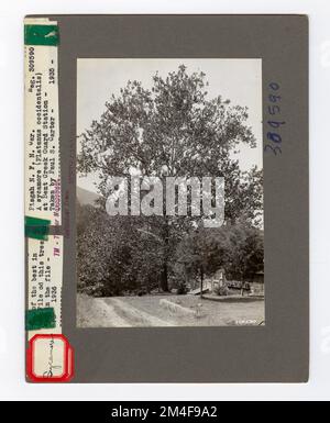 Baumkennzeichnung - Sycamore: Amerikanisch. Fotografien zu National Forests, Resource Management Practices, Personal sowie Kultur- und Wirtschaftsgeschichte Stockfoto