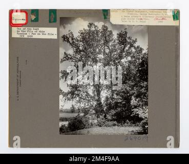 Baumkennzeichnung - Sycamore: Amerikanisch. Fotografien zu National Forests, Resource Management Practices, Personal sowie Kultur- und Wirtschaftsgeschichte Stockfoto