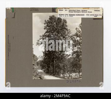 Baumkennzeichnung - Sycamore: Amerikanisch. Fotografien zu National Forests, Resource Management Practices, Personal sowie Kultur- und Wirtschaftsgeschichte Stockfoto