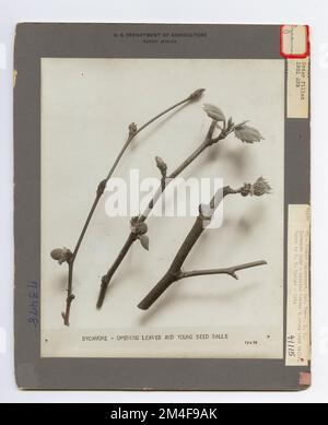 Baumkennzeichnung - Sycamore: Amerikanisch. Fotografien zu National Forests, Resource Management Practices, Personal sowie Kultur- und Wirtschaftsgeschichte Stockfoto