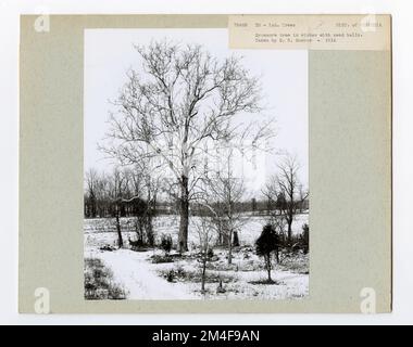 Baumkennzeichnung - Sycamore: Amerikanisch. Fotografien zu National Forests, Resource Management Practices, Personal sowie Kultur- und Wirtschaftsgeschichte Stockfoto