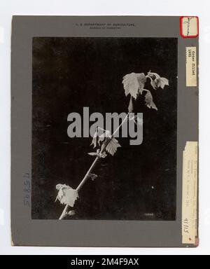 Baumkennzeichnung - Sycamore: Amerikanisch. Fotografien zu National Forests, Resource Management Practices, Personal sowie Kultur- und Wirtschaftsgeschichte Stockfoto