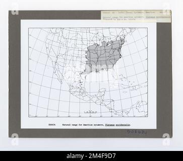 Baumkennzeichnung - Sycamore: Amerikanisch. Fotografien zu National Forests, Resource Management Practices, Personal sowie Kultur- und Wirtschaftsgeschichte Stockfoto