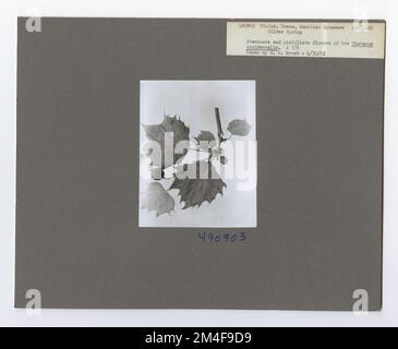 Baumkennzeichnung - Sycamore: Amerikanisch. Fotografien zu National Forests, Resource Management Practices, Personal sowie Kultur- und Wirtschaftsgeschichte Stockfoto