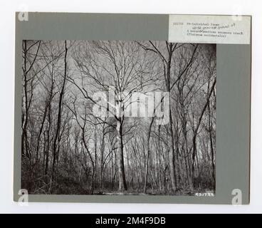 Baumkennzeichnung - Sycamore: Amerikanisch. Fotografien zu National Forests, Resource Management Practices, Personal sowie Kultur- und Wirtschaftsgeschichte Stockfoto