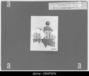 Baumkennzeichnung - Sycamore: Amerikanisch. Fotografien zu National Forests, Resource Management Practices, Personal sowie Kultur- und Wirtschaftsgeschichte Stockfoto